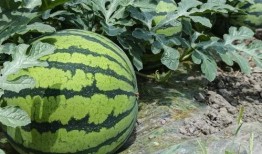 热门大瓜有哪些,揭秘明星幕后故事